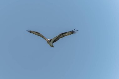 Mavi arka planlı Osprey uçuyor