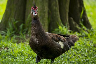 Tayvan 'da Moskovalı ördek erkek portresi
