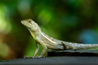 Tayvan japalure kertenkelesi Tayvan parkında