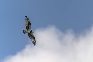 Osprey mavi gökyüzünde uçuyor