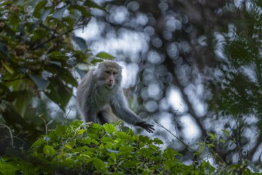 Formosan kaya makağı endemik maymun Tayvan