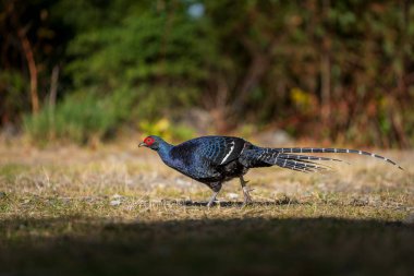 Mikado sülünü. Dişi ve erkek.