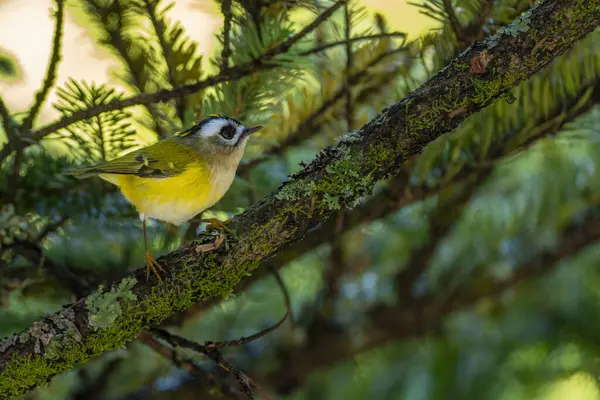 stock image Taiwan firecrest perched in tree bird endemic in taiwan