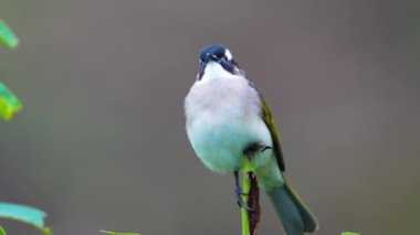 Hafif havalandırmalı bülbül tünemiş.