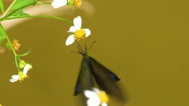 Paris tavus kuşu kelebeği yavaş çekimde