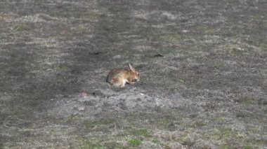 Tavşan sahada dinleniyor ve ağır çekimde yemek yiyor.