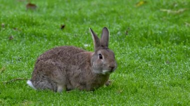 Tavşan sahada dinleniyor ve ağır çekimde yemek yiyor.