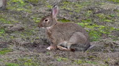Tavşan sahada dinleniyor ve ağır çekimde yemek yiyor.