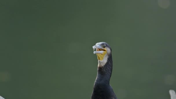 Mare Cormorant Apă Mișcare Lentă — Videoclip de stoc