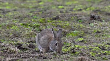 Tavşan sahada dinleniyor ve ağır çekimde yemek yiyor.