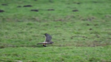 Kestrel ağır çekimde avla.