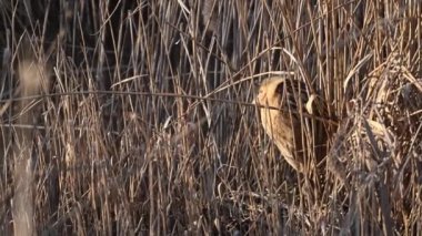 Bataklıkta saklanmış acı.