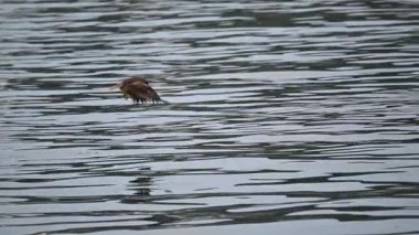 Kara uçurtma pençelerinde bir balıkla uçuyor