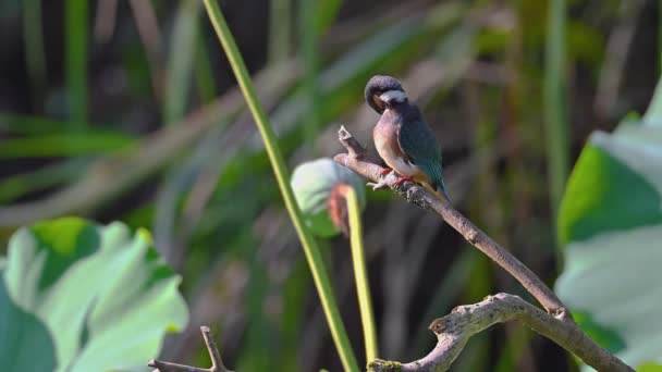 Kingfisher Κούρνιασε Καθαρίζοντας Φτερά — Αρχείο Βίντεο