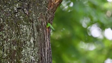 Yuvayı temizleyen Tayvan Barbekü