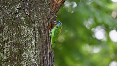 Tayvan içkisi ağaçtan yuvaya