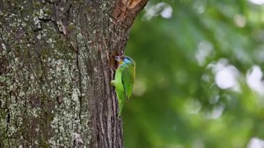 Tayvan barbesi yuvayı hazırlıyor.