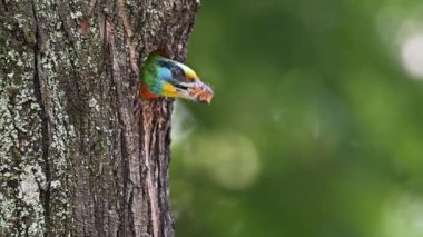 Yuvayı temizleyen Tayvan Barbekü