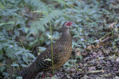 Swinhoe 'nun sülün dişisi Tayvan' ın endemik kuşu.