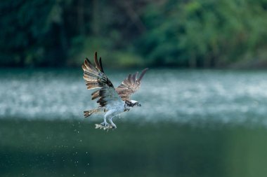 Osprey pençeli balıklarla uçuyor.