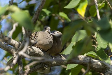 Ağaçtaki güvercin çifti