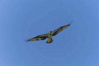 Osprey pençeli balıklarla uçuyor.