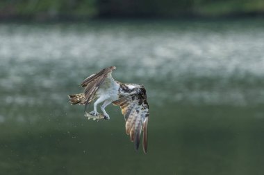 Osprey pençeli balıklarla uçuyor.