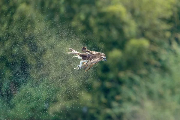 Osprey Voo Agitar Excesso Água Corpo — Fotografia de Stock
