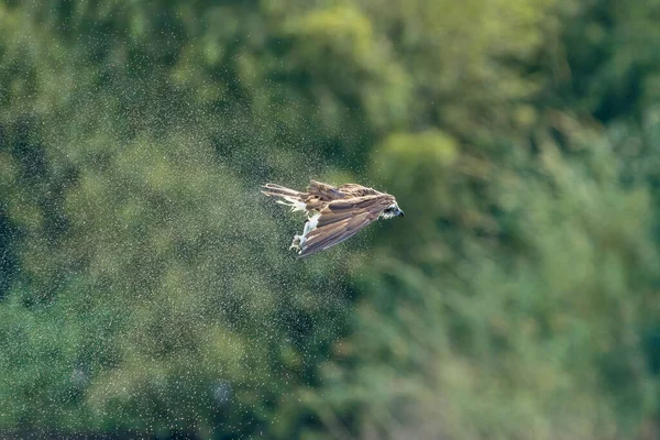 Osprey Voo Agitar Excesso Água Corpo — Fotografia de Stock