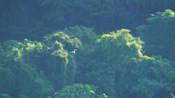 Osprey Yavaş Çekimde Suya Dalıyor — Stok video