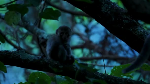 Makakenbaby Baum Folgt Der Mutter — Stockvideo