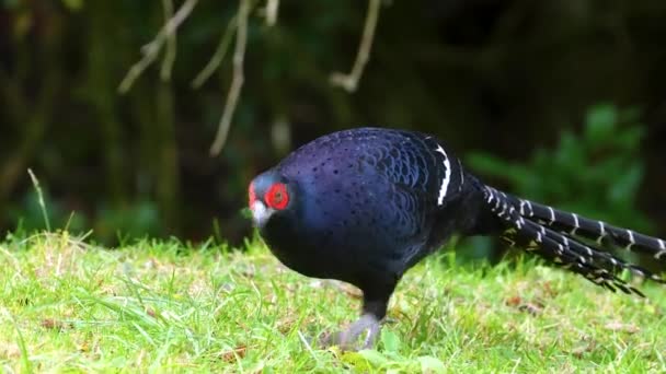 台湾のミカドキアザント男性エンドミック鳥 — ストック動画