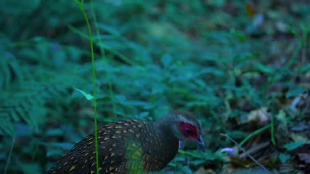 Swinhoe Fazant Vrouwelijke Endemische Vogel Van Taiwan — Stockvideo