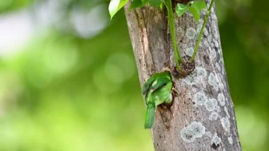Tayvan levreği, Tayvan 'a özgü kuş yuvayı hazırlıyor. 
