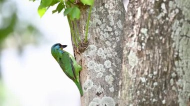 Tayvan levreği, Tayvan 'a özgü kuş yuvayı hazırlıyor. 