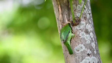 Tayvan levreği Tayvan 'a özgü kuş yuvayı hazırlıyor.