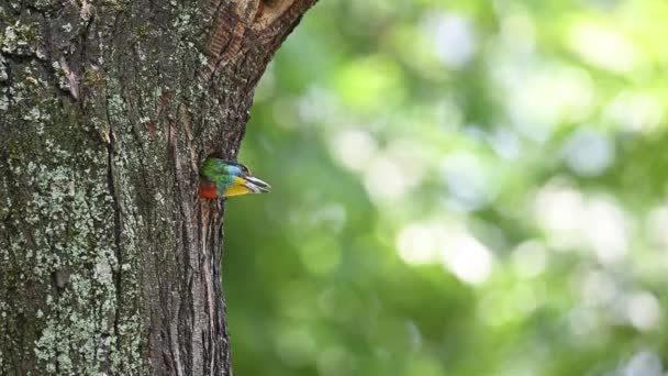 Tajwan Barbet Endemiczny Ptak Tajwan Opuszcza Gniazdo — Wideo stockowe