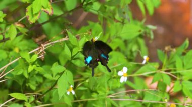Kelebek Paris tavus kuşu ağır çekimde 4k video
