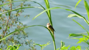 Kahverengi örümcekkuşu daldan yavaş çekimde uçuyor.