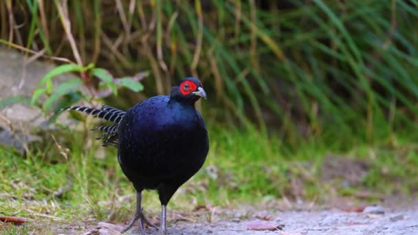 Mikado Fazant Endemische Vogel Uit Taiwan — Stockvideo