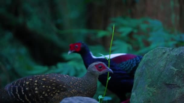 Φασιανός Του Swinhoe Αρσενικά Και Θηλυκά Ενδημικά Πτηνά Του Taiwan — Αρχείο Βίντεο