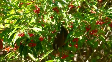 Tayvanlı beyaz bıyıklı Kahkaha Ardıç kuşu