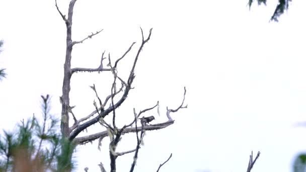 Pájaro Cascanueces Posado Árbol — Vídeo de stock