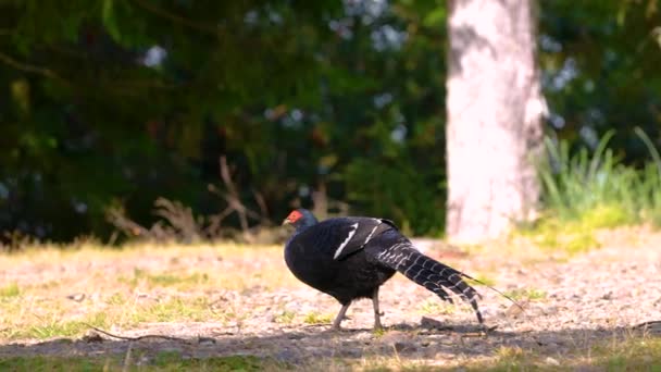 Mikado Bażant Endemiczny Ptak Tajwanu — Wideo stockowe