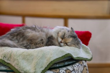 Yaşlı kedi sepette uyuyor.