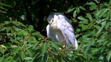 Siyah taçlı gece balıkçıl ağaçta