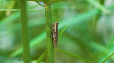 Çizgili Çekirge Yüzlü Yakından Çekirge