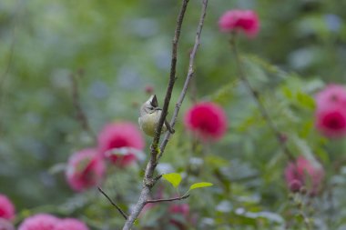 Tayvan 'dan Taiwan Yuhina' ya özgü bir kuş.