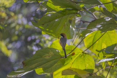 Siyah boğazlı Bushtit Küçük kuş tünedi