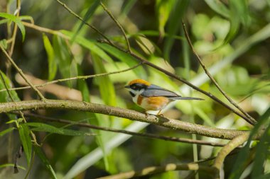 Siyah boğazlı Bushtit Küçük kuş tünedi